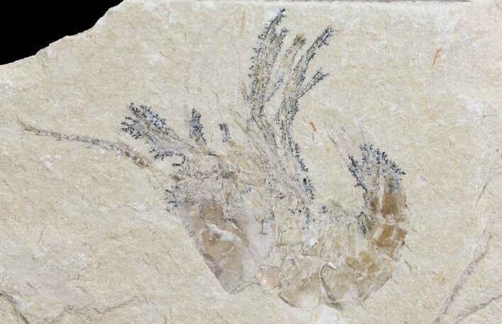 Cretaceous Fossil Shrimp - Lebanon #69985